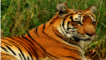 bengalischer-tiger1